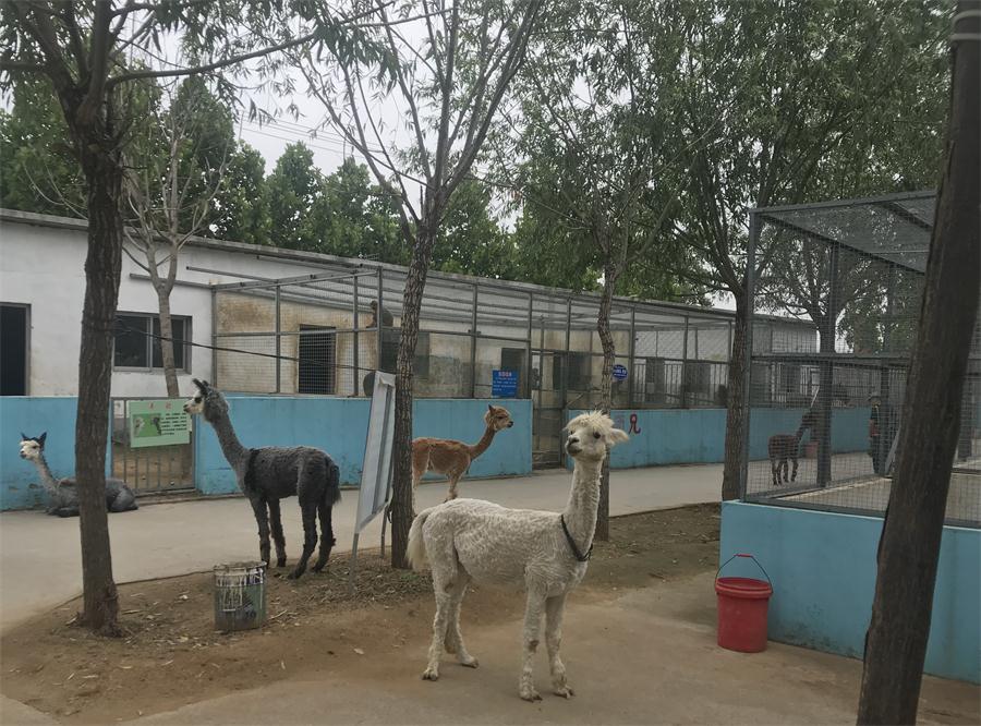 天鵝湖風(fēng)景區(qū)（泰山）速覽！(圖4)