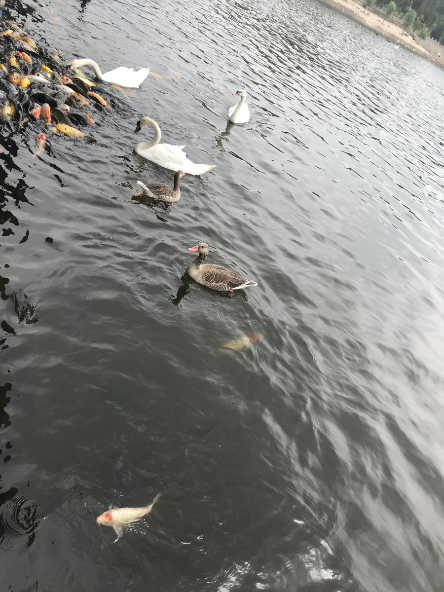 天鵝湖風(fēng)景區(qū)（泰山）速覽！(圖17)